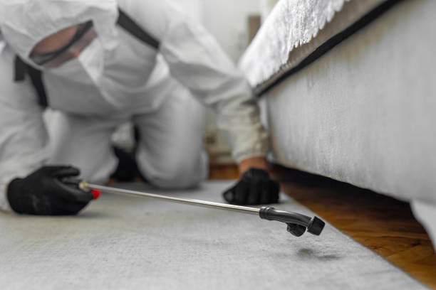 Professional Bed Bug Control technician working in Marshall, AR